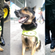 Imagen para el artículo titulado Esta perra policía ha incautado tantas drogas que los traficantes colombianos han puesto precio a su cabeza